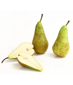 Herbstbirne 'Conference' -Gartenleben Verkauf 7625908 WE DE 006 BirneConferenceDehnerExpressHerzig