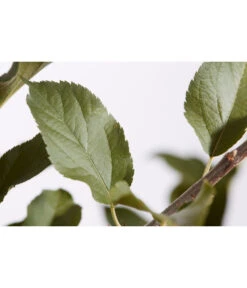 Winterapfel 'Cox Orange' 9 Winterapfel 'Cox Orange' -Gartenleben Verkauf 7626518 PR DE 001 ApfelCoxOrangeMalusBusch95LiterDehnerExpressZS