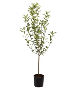 Winterapfel 'Cox Orange' 8 Winterapfel 'Cox Orange' -Gartenleben Verkauf 7626518 PR FS 001 ApfelCoxOrangeMalusBusch95LiterDehnerExpressZS