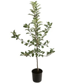 Winterapfel 'Ecolette' (S) -Gartenleben Verkauf 7639016 PR FS 001 MalusApfelEcoletteDehnerExpressHerzig