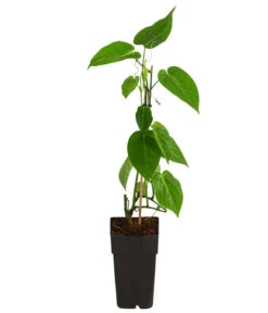 Süße Granadilla -Gartenleben Verkauf 7641319 WE FS 001 SuesseGrenadilleExoten