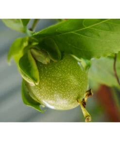 Süße Granadilla -Gartenleben Verkauf 7641319 WE MO 001 SuesseGrenadilleExoten