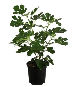 Feige 'Madeleine' -Gartenleben Verkauf 7642911 WE FS 002 FicusFeigeMadleine