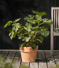 Feige 'Madeleine' -Gartenleben Verkauf 7642911 WE MO 001 FicusFeigeMadeleine