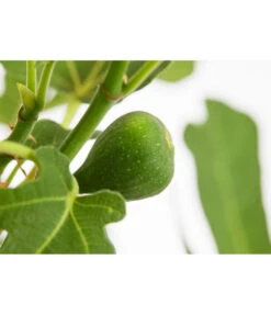 Feige 'Rouge De Bordeaux' 7 Feige 'Rouge De Bordeaux' -Gartenleben Verkauf 7642937 PR DE 001 FicusCaricaFeigeBrownTurkey7 5LDehnerExpressZS