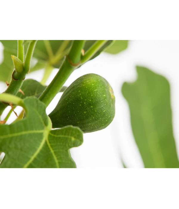 Feige 'Rouge De Bordeaux' 5 Feige 'Rouge De Bordeaux' – Bild 3