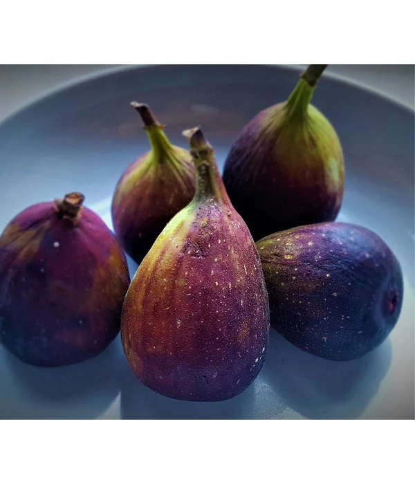 Feige 'Rouge De Bordeaux' 3 Feige 'Rouge De Bordeaux'