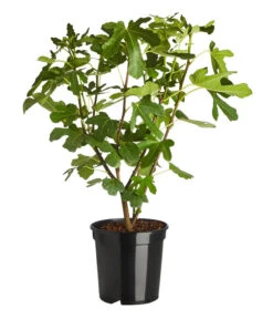 Feige 'Rouge De Bordeaux' 6 Feige 'Rouge De Bordeaux' -Gartenleben Verkauf 7642945 PR FS 001 FicusRougedeBordeaux7 5LDehnerExpressZS