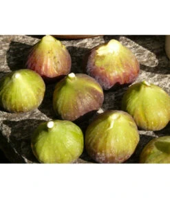 Feige 'Grise De Tarascon' -Gartenleben Verkauf 7642960 PR MO 001 FeigeGrisedeTarasconPixabay