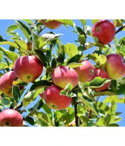 Winterapfel 'Florina' -Gartenleben Verkauf 7644636 PR DE 001 MalusFlorinaApfelPixaba