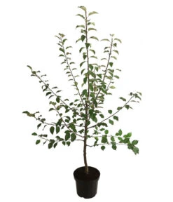 Winterapfel 'Florina' -Gartenleben Verkauf 7644636 WE FS 001 ApfelbaumMalusApfelFlorina