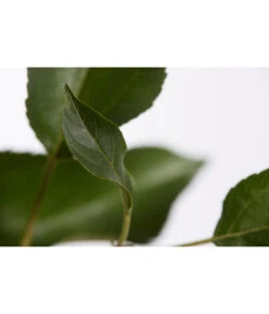 Herbstapfel 'Gala' -Gartenleben Verkauf 7645880 PR DE 001 ApfelGalaBuschMalus95LiterDehnerExpressZS