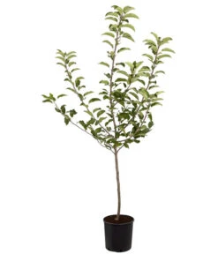 Herbstapfel 'Gala' -Gartenleben Verkauf 7645880 PR FS 001 ApfelGalaBuschMalus95LiterDehnerExpressZS