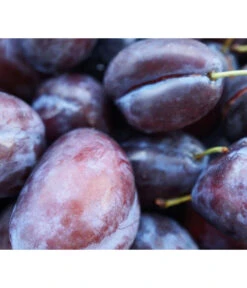 Säulenzwetschge 'Geisenheimer Top' 5 Säulenzwetschge 'Geisenheimer Top' -Gartenleben Verkauf 7647878 WE MO 001 ZwetschgeGeisenheimerTopSaeulePixabay