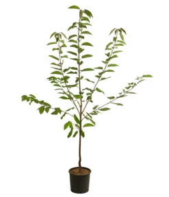 Süßkirsche 'Große Prinzessin' -Gartenleben Verkauf 7657570 WE FS 001 PrunusKirscheGrossePrinzessin