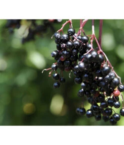 Holunder 'Black Tower' -Gartenleben Verkauf 7662810 PR MO 002 HolunderBlackTower