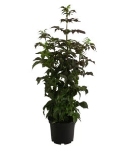 Holunder 'Black Tower' -Gartenleben Verkauf 7662810 WE FS 001 SambucusBlackTowerSaeulenholunderDehnerExpressHerzig