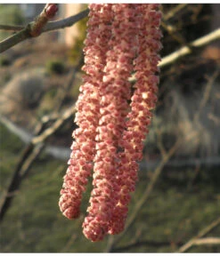 Dehner Haselnuss 'Rote Zellernuss' -Gartenleben Verkauf 7663073 PR 001 CoryllusHaselnussPixabay