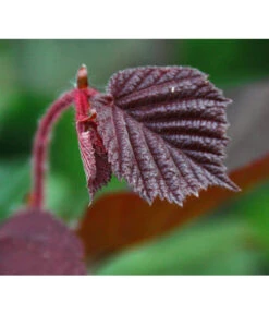 Dehner Haselnuss 'Rote Zellernuss' -Gartenleben Verkauf 7663073 PR DE 002 CoryllusHaselnussPixabay