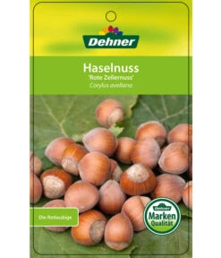 Dehner Haselnuss 'Rote Zellernuss' -Gartenleben Verkauf 7663073 HaselnussRoteZellernuss Etikett 1