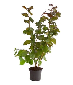 Dehner Haselnuss 'Rote Zellernuss' -Gartenleben Verkauf 7663073 PR FS 002 RottblaettrigeZellernussBusch5LiterDehnerExpressHerzig