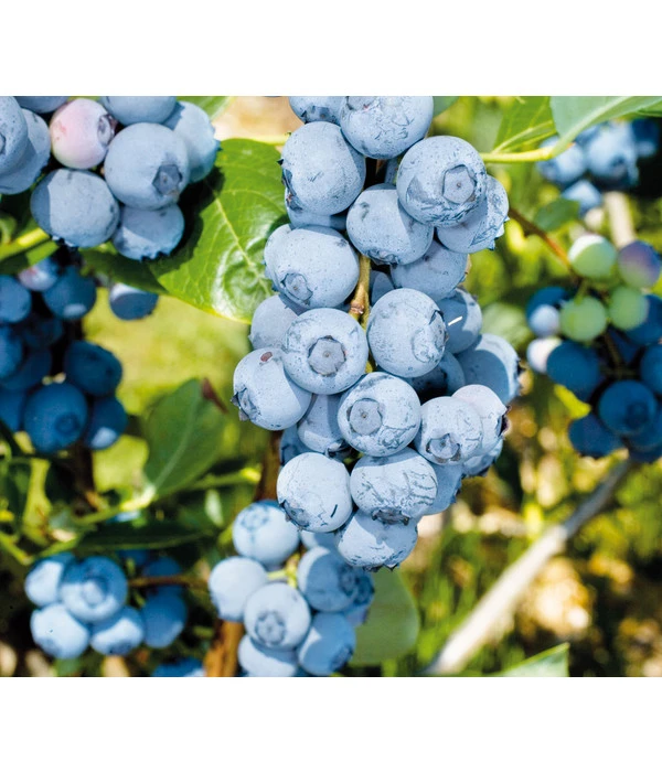 Heidelbeere 'Duke' 3 Heidelbeere 'Duke'