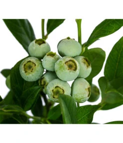 Heidelbeere 'Duke' 9 Heidelbeere 'Duke' -Gartenleben Verkauf 7665219 WE DE 003 VacciniumHeidelbeereDuke3L