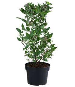 Heidelbeere 'Elliot' -Gartenleben Verkauf 7665227 WE FS 002 VacciniumHeidelbeereElliot3L