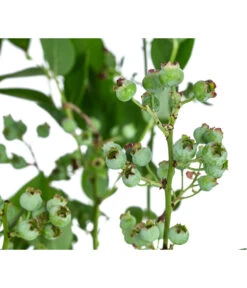 Dehner Heidelbeere 'Bluecrop' -Gartenleben Verkauf 7665409 WE DE 005 VacciniumHeidelbeereBluecrop3L