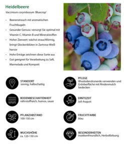 Dehner Heidelbeere 'Bluecrop' -Gartenleben Verkauf 7665409 WE IG 001 HeidelbeereVacciniumcorymbosumBlueCrop