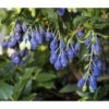 4-Monats-Heidelbeere 'Lucky Berry®' -Gartenleben Verkauf 7665847 PR DE 003 VacciniumHeidelbeereLuckyberryAG