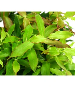 4-Monats-Heidelbeere 'Lucky Berry®' -Gartenleben Verkauf 7665847 WE DE 04 VacciniumHeidelbelbeereLuckyBerry5L