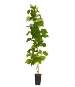 Dehner Gourmet Garten Himbeere 'Homecane®' 5 Dehner Gourmet Garten Himbeere 'Homecane®' -Gartenleben Verkauf 7666662 PR FS 002 Himbeere HomeCaneDehnerExpressZS