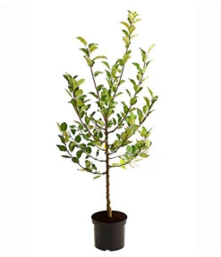 Apfel-Duo 'Elstar/James Grieve' -Gartenleben Verkauf 7690068 PR FS 001 ApfelDuoJamesGrieveElstar95LiterDehnerExpressHerzig