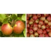 Apfel-Duo 'Elstar/James Grieve' -Gartenleben Verkauf 7690068 WE MO 002 ApfelDuoElstarJamesGrieve