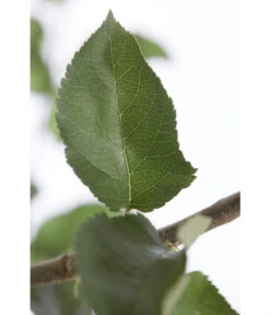 Winterapfel 'Jonagold' 11 Winterapfel 'Jonagold' -Gartenleben Verkauf 7691645 PR DE 001 ApfelJonagoldMalusBusch95LiterDehnerExpressZS