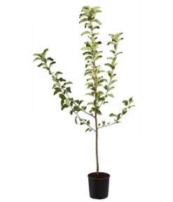 Winterapfel 'Jonagold' 10 Winterapfel 'Jonagold' -Gartenleben Verkauf 7691645 PR FS 001 ApfelJonagoldMalusBusch95LiterDehnerExpressZS