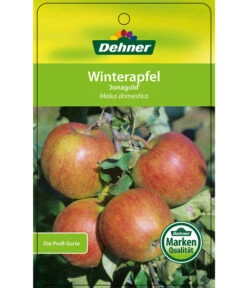 Winterapfel 'Jonagold' 12 Winterapfel 'Jonagold' -Gartenleben Verkauf 7691645 WinterapfelJonagold Etikett 1