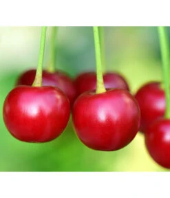 Säulenkirsche 'Victoria' -Gartenleben Verkauf 7697170 PR DE 001 PrunusSaeulenkirscheVictoriaPixabay