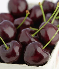 Süßkirsche 'Kordia' -Gartenleben Verkauf 7703143 PR DE 001 KirscheKordiaDehnerExpressZS