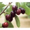 Süßkirsche 'Kordia' -Gartenleben Verkauf 7703143 WE DE 001 KirscheKordia