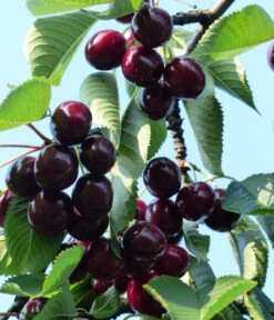 Süßkirsche 'Kordia' -Gartenleben Verkauf 7703143 WE DE 001 PrunusKirscheKordia