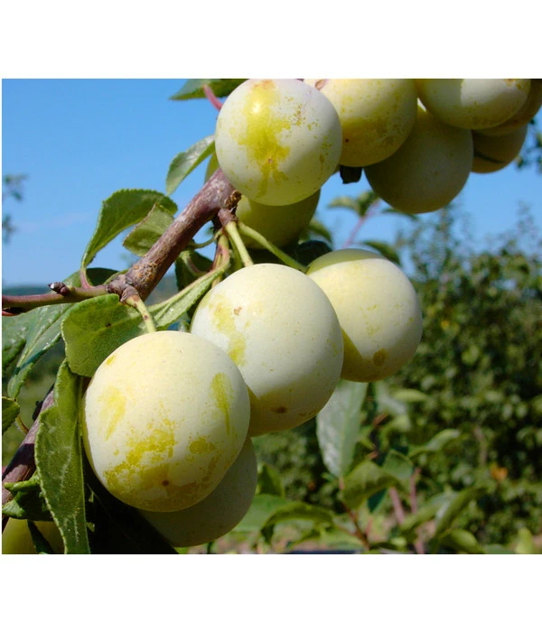 Zwetschgen-Duo 'Nancy/Schönberger' 6 Zwetschgen-Duo 'Nancy/Schönberger' – Bild 4