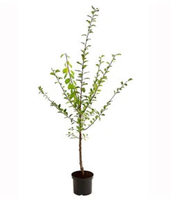 Zwetschgen-Duo 'Nancy/Schönberger' 7 Zwetschgen-Duo 'Nancy/Schönberger' -Gartenleben Verkauf 7719321 PR FS 001 ZwetschenDuoNancySchoeneberger95LiterDehnerExpressHerzig