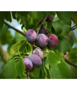 Zwetschgen-Duo 'Nancy/Schönberger' 8 Zwetschgen-Duo 'Nancy/Schönberger' -Gartenleben Verkauf 7719321 WE DE 001 ZwetschgenDuoNanySchoenebergerPixabay