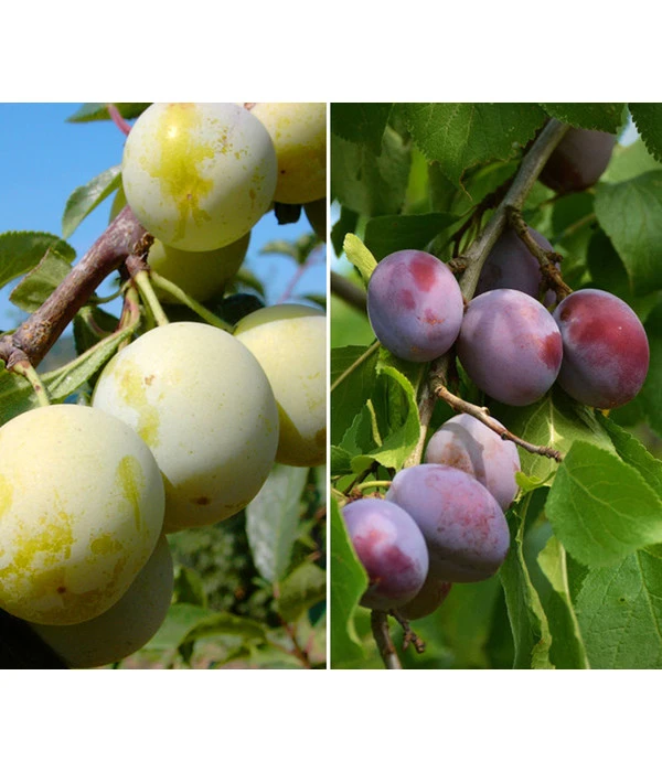Zwetschgen-Duo 'Nancy/Schönberger' 3 Zwetschgen-Duo 'Nancy/Schönberger'