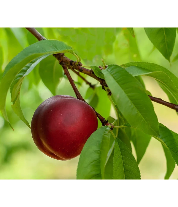 Nektarine 'Fantasia' 3 Nektarine 'Fantasia'