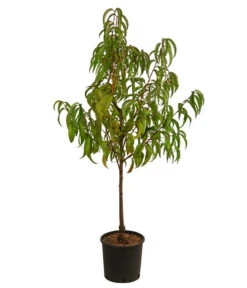 Nektarine 'Fantasia' 8 Nektarine 'Fantasia' -Gartenleben Verkauf 7720170 WE FS 001 PrunusNektarineFantasiaDehnerExpressHerzig