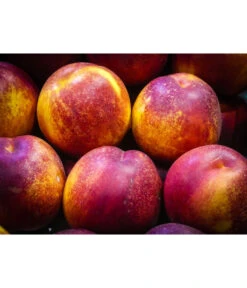 Nektarine 'Fantasia' 9 Nektarine 'Fantasia' -Gartenleben Verkauf 7720170 WE MO 002 NektarineFantasiaPixabay