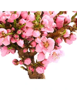 Zwergnektarine 'Nectarella' -Gartenleben Verkauf 7720204 PR DE 001 ZwergNektarine7LDehnerExpressHerzig